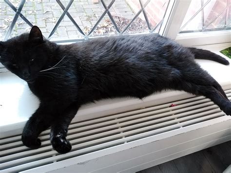 See more of complete pet care animal hospital on facebook. The Georgiana's very own Pets Corner - Heritage Care Homes ...