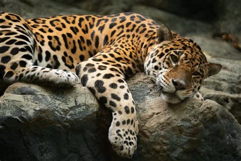 Jaguar Resting Stock Image Image Of Rocks Spotted Fast 32754919