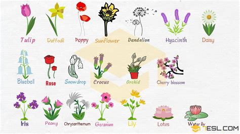 Plants Drawing With Names Plants A To Z