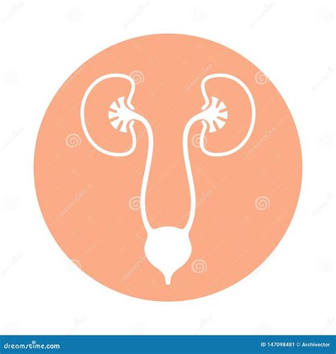 Urinary System Symbol In The Circle Stock Vector Illustration Of Logo