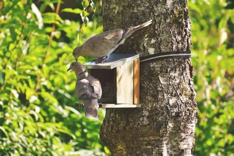 10 Tips How To Create A Bird Friendly Garden To Attract Birds Year Round