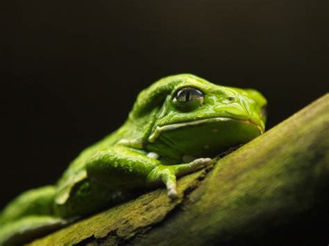 Tree Frog At Vancouver Aquarium Wayneg Flickr