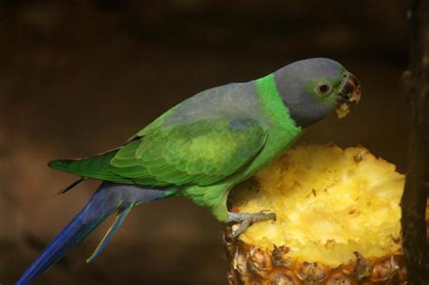 Sri Lankan Endemic Birds Alu Girawa Layard S Parakeet Psittacula