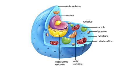 • teaching resources, lesson plan 7. Study Notes: "Cell Organelles And Their Functions"