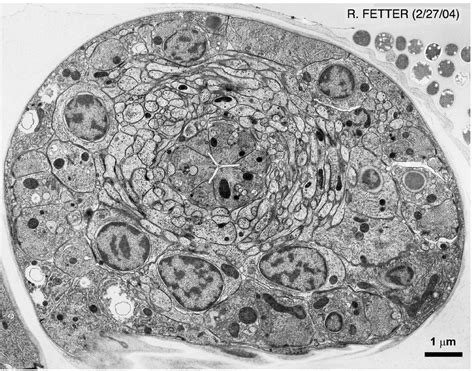 Electron Microscope Eukaryotic Animal Cell Micropedia