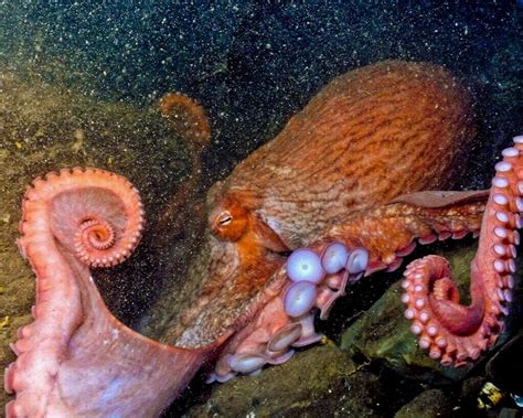 Giant Pacific Octopus Facts SeaDoc Society