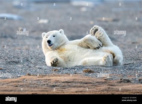 Playful Polar Bear Ursus Maritimus In The Arctic Circle Of Kaktovik