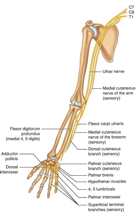 Radial Nerve Origin Anatomy Course And Branches Mobile Physio