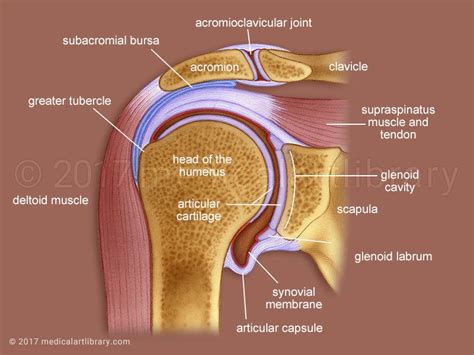 Human muscles enable movement it is important to understand what they do in order to diagnose sports injuries and prescribe rehabilitation exercises. Pin by Katherine MacDonald on Science | Shoulder joint anatomy, Supraspinatus muscle, Rectus muscle