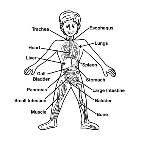 In the muscular system, muscle tissue is categorized into three distinct types: Pin on Coloring pages