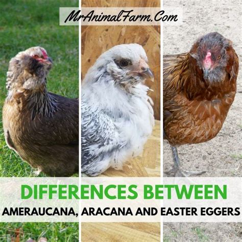 Differences Between Ameraucana Aracana And Easter Egger Chickens