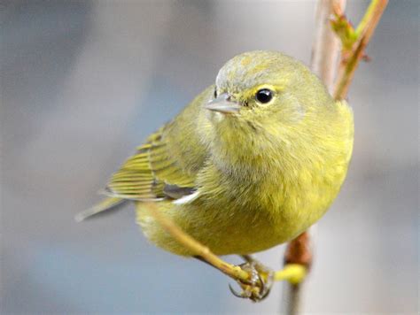 Se Texas Birding And Wildlife Watching Winter Residents Warblers And Kinglets