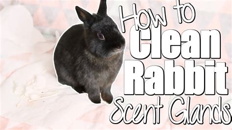 How To Clean A Rabbit S Scent Glands HousePetsCare Com