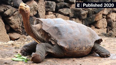 Diego The Tortoise Whose High Sex Drive Helped Save His Species Retires The New York Times