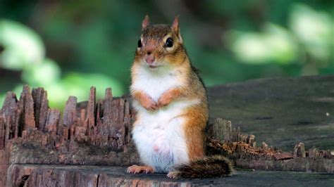 Cute Squirrel Portrait Free Stock Photo Public Domain Pictures