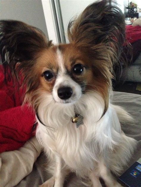 97 Best Best Papillon Dog Photos Images On Pinterest