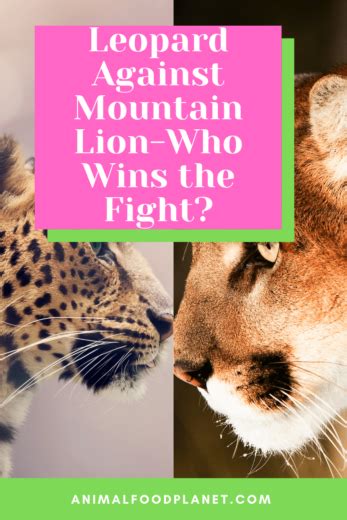 Leopard Vs Mountain Lion Who Wins The Fight