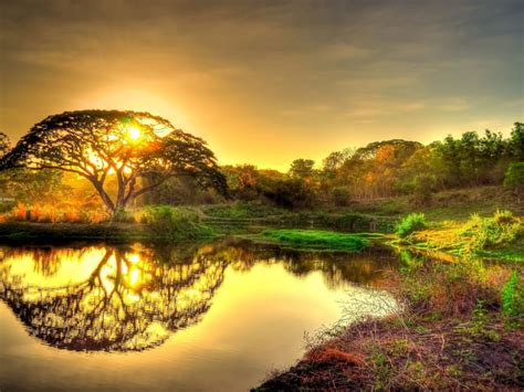 Beautiful Gold Sunrise Sky Clouds Tree Lake Reflection In Water