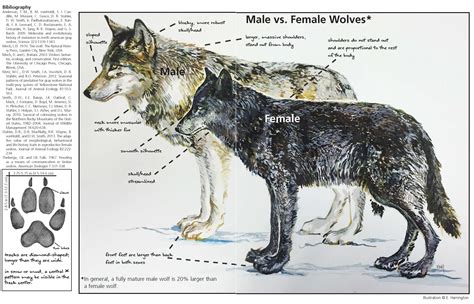 Female Brown Timber Wolf