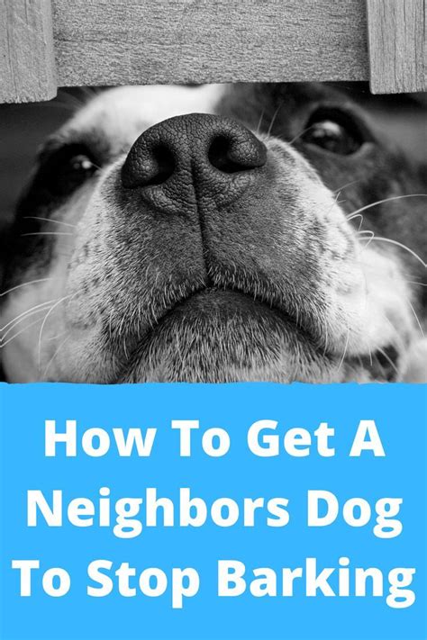 How To Get A Neighbors Dog To Stop Barking
