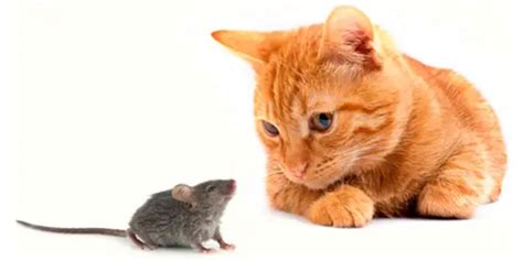 The Best Cats For Catching Mice How To Choose The Right One