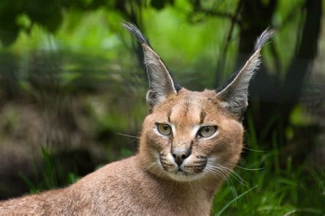 8 Caracal Cat Facts Can Caracal Kittens Be Good Pets Onurbicycle