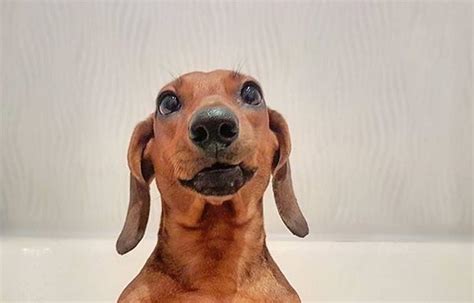 14 Funny Dachshund Pictures That Will Make You Smile