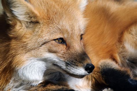 Foxes Removal And Trapping Virginia Wildlife Removal Services
