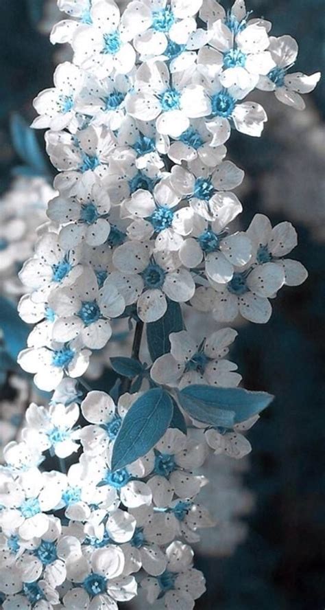 𝖳𝖾𝗋𝖾𝗌𝖺 𝖫 ࿐ On Twitter Beautiful Flowers Wallpapers Flowers