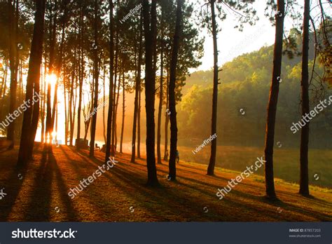 Sun Rise At Pang Ung Pine Forest In Thailand Stock Photo 87857203