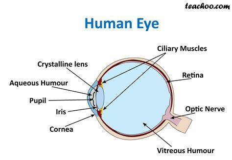 10 Parts Of The Eye
