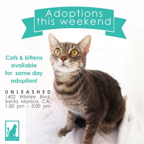 In this day, (thursday) i wanna give free adoptions of any specie. Cats Cats Cats Rescue - Pet Adoption - 1402 Wilshire Blvd ...