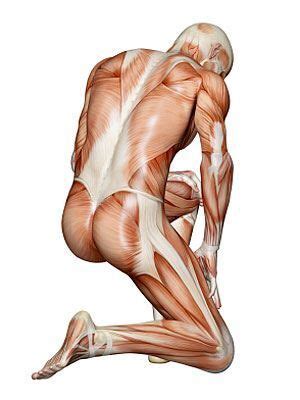 How many muscles does the human have. The Body's Bones and Muscles - Healthy Living Center ...