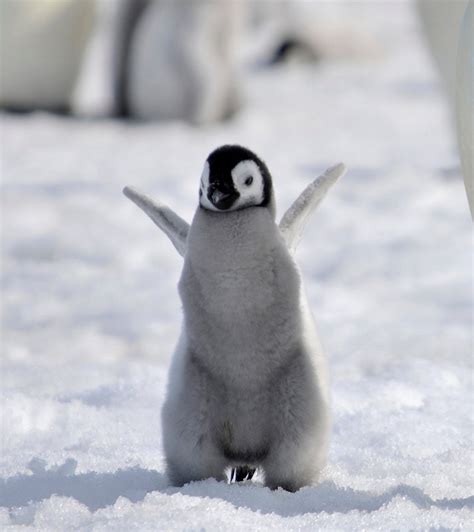 19 Of The Cutest Baby Penguin Pictures Youll See