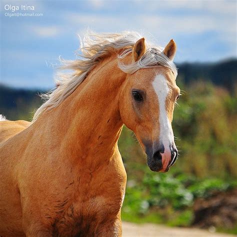 Need to get away from the city but you don't. 5 star luxury resort man. the golden palomino | Horses, Palomino horse, Pretty horses