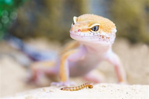 5 Of The Best Lizards For Beginners Critter Mamas