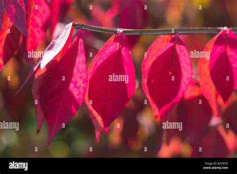 Autumn Leaves On The Sun And Blurred Trees Fall Background Stock