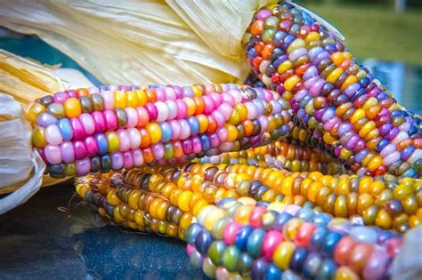Gem Corn The Natural And Healthy Way To Eat Rainbow
