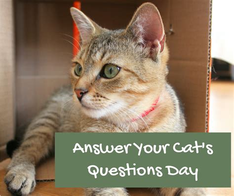 Bregman Veterinary Group Answer Your Cats Questions Day