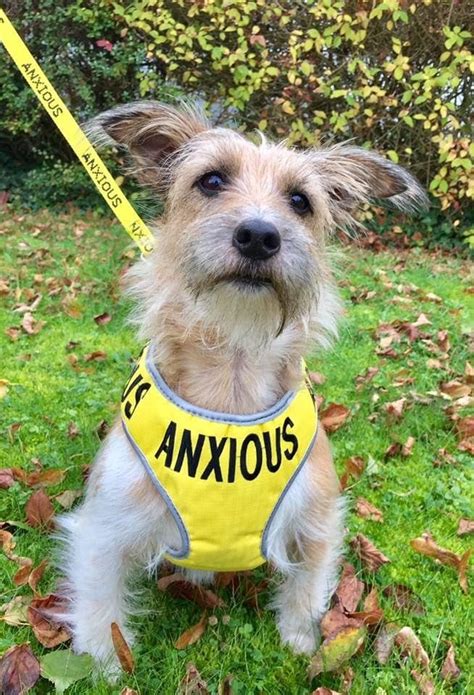 My Anxious Dog Accessories For Nervous And Reactive Dogs Dotty 4 Paws