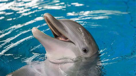 Dolphin Dies At The National Aquarium After Monthslong Illness