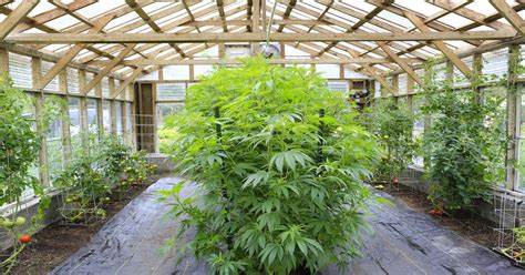 How To Grow Weed Indoors Cannabis Beginners Growing Guide