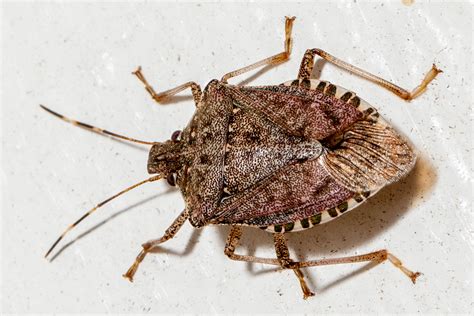 Maryland Biodiversity Project Brown Marmorated Stink Bug Halyomorpha