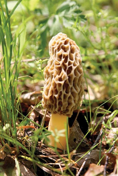 34 Best Edible Wild Mushrooms Of Pennsylvania And The Mid Atlantic