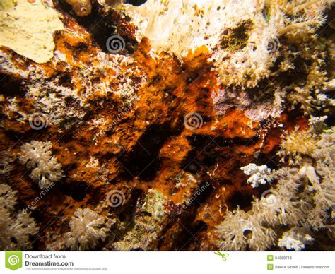 Soft Coral And Rock Texture Stock Image Image Of Texture Pattern