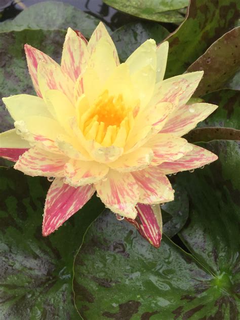 Yellow Lilies Catskill Native Nursery