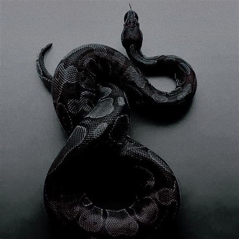 Pin By Maritza L On Trip The Darkness In 2022 Beautiful Snakes Dark