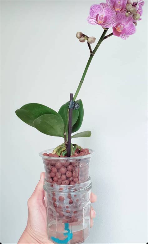 Growing Orchids In Leca And Water 5 Steps For A Great Set Up