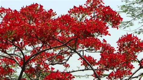 The flowers have several stamens which sometimes have red at their base. 9 Trees That Grow In India And All You Need To Know About ...