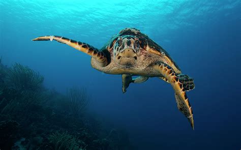 The Hawksbill Sea Turtle Bonaire Photograph By Terry Moorestocktrek